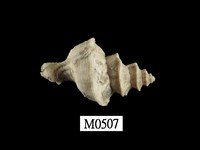 藏品(旋梯花仙螺)的圖片